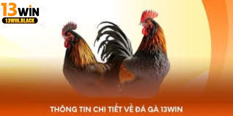 Tỷ lệ cược đá gà 13win cập nhật theo từng trận đấu